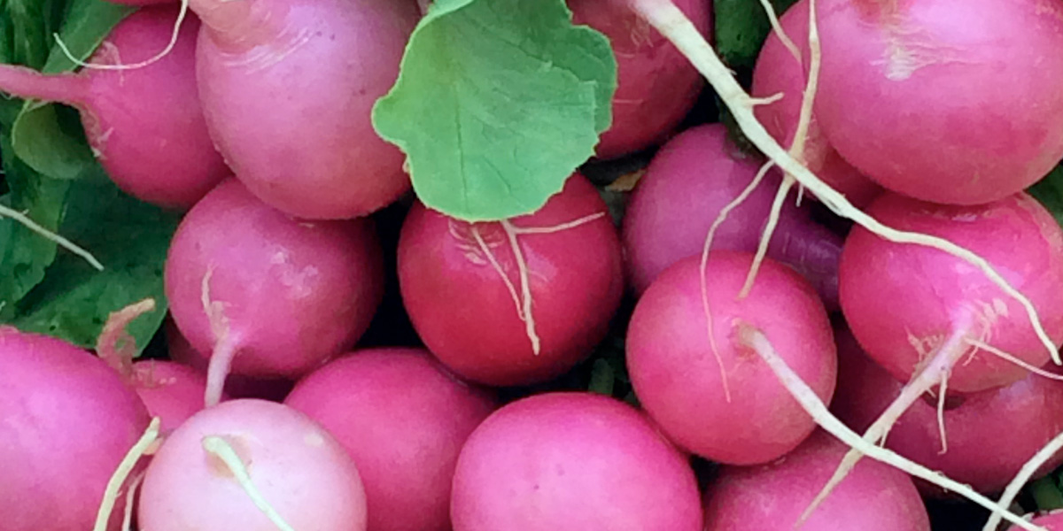 radish 1200x600 radish 1200x600