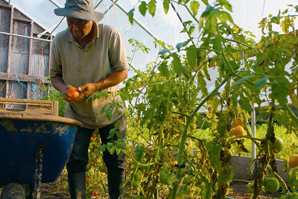 UrbanEdge-pickingtomatoes